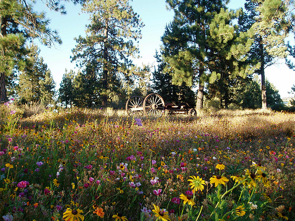 Bend Wildflowers