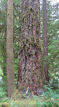 McKenzie River Trail Cedar