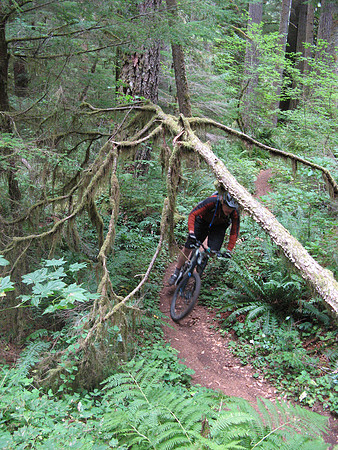 McKenzie River Trail Woody