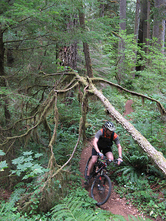 McKenzie River Trail Julian