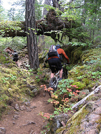 McKenzie River Trail Woody