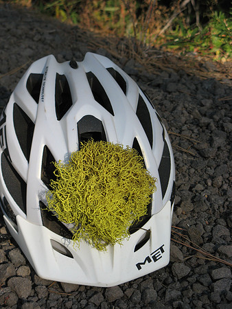 Helmet lichen