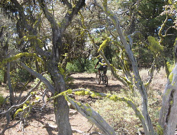 Mossy trees
