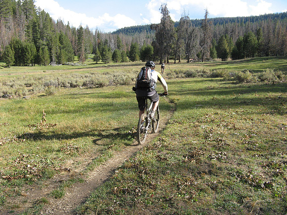 Cowtracks along a Fremont meadow