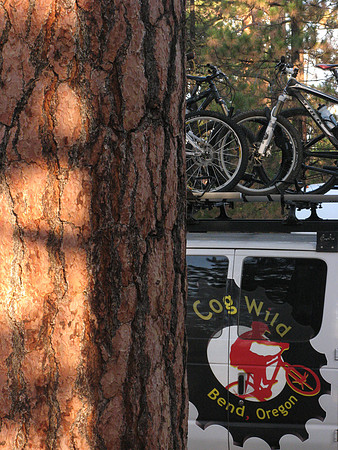 Cogwild van and tree again
