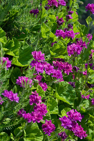 Purple and green flowers