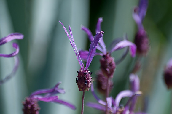 Eden Project purple flowers