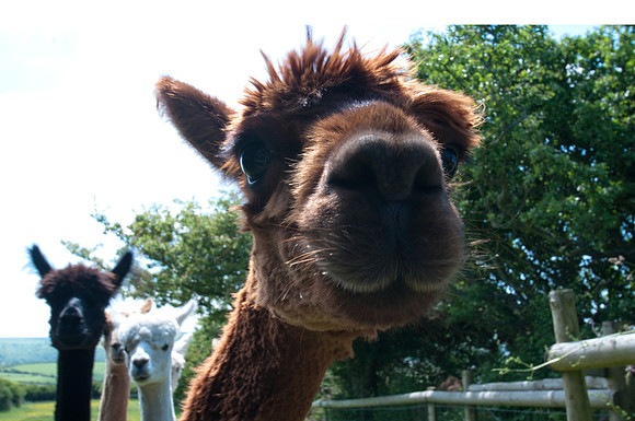 Curious Alpacas