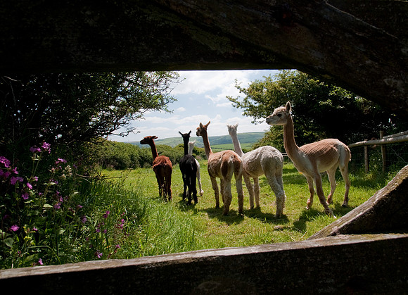 Alpacas through gate