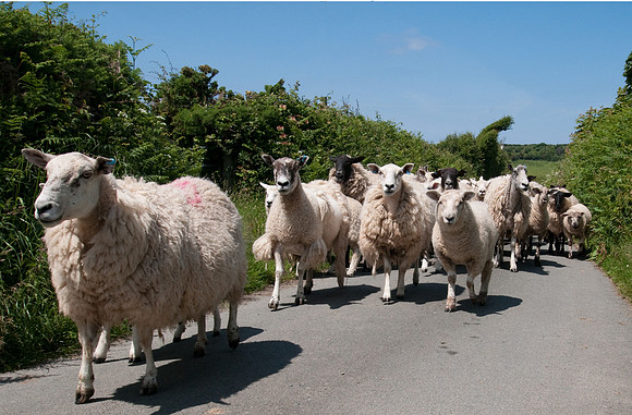 Sheep