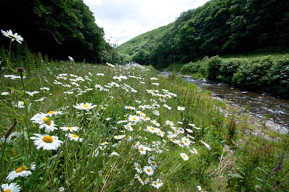 Boscastle river valley