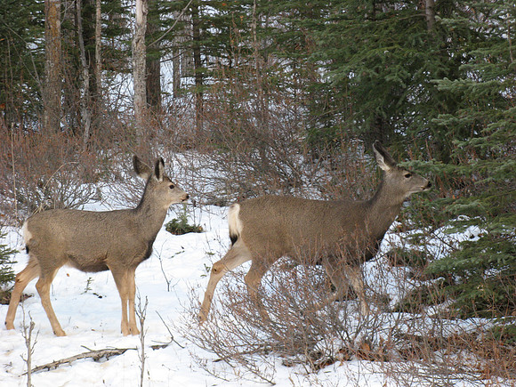 oh deer