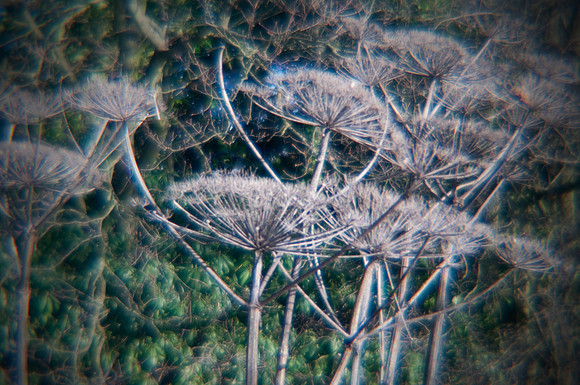 cow parsley lomography 2
