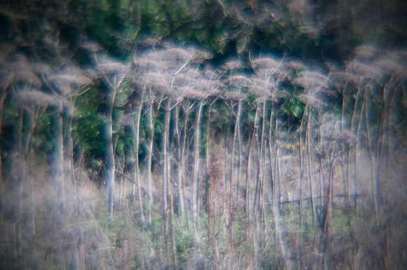 cow parsley lomography