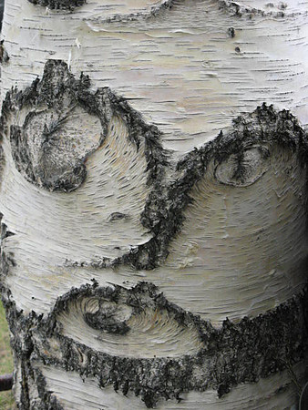 white birch tree face
