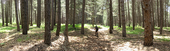 Sicily Woodland Panorama