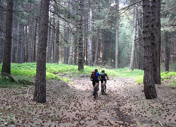Woodland ride