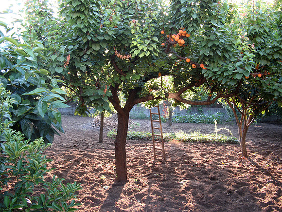 Apricot orchard