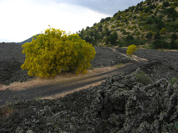 Yellow broom trees and lava on Mt Etna