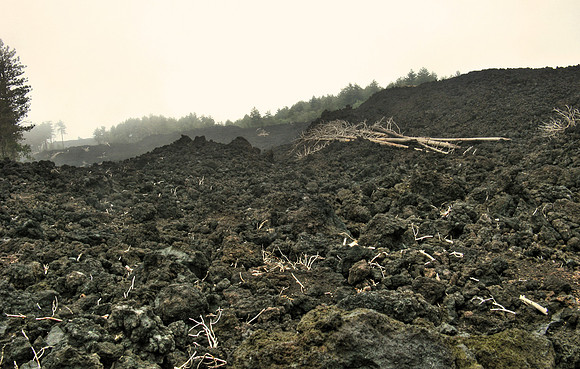 Trees and lava