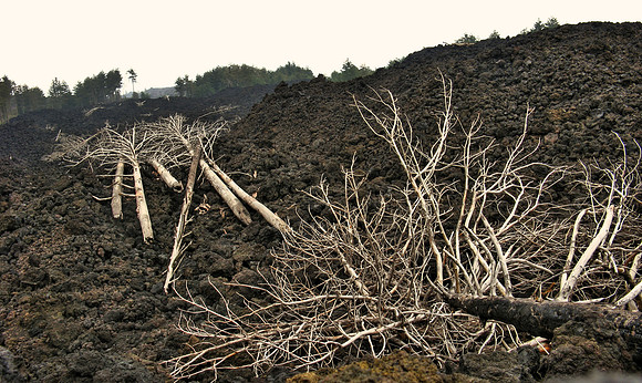 Bleached trees in lava