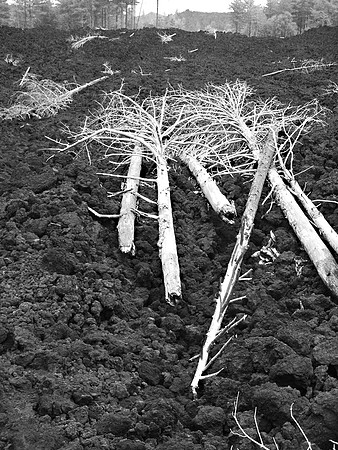 lava and bleached trees