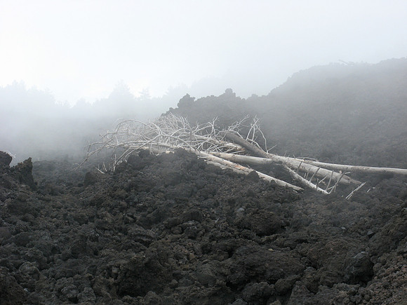 Dead trees in cloud