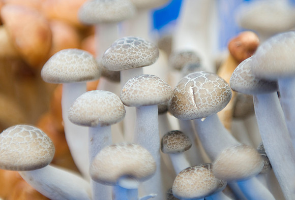 Mushrooms