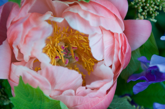 Peony