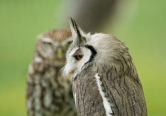 Owls
