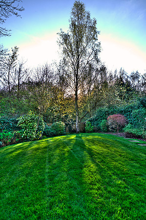 Silver Birch