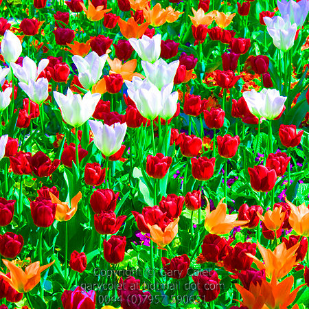 tulips 2