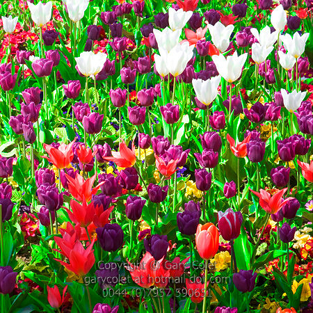 tulips 1