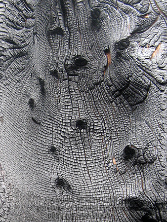 Trees - burnt tree