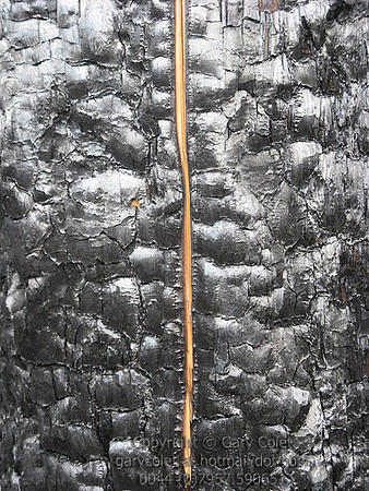 Trees - burnt tree split bark