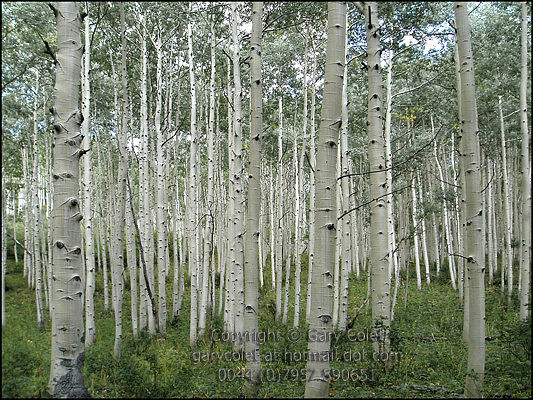 Trees - aspen grove