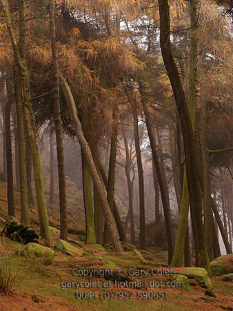 Trees - Larches 2