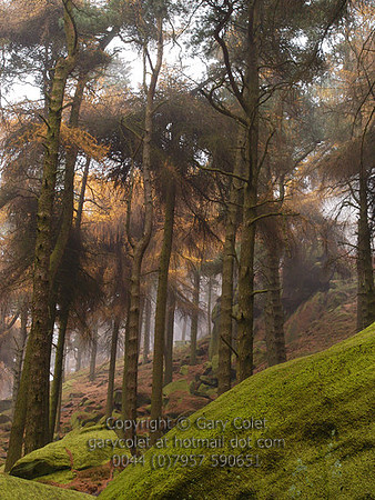 Trees - Larches 1