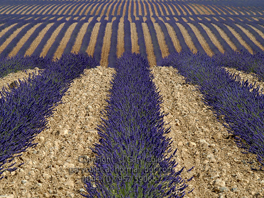 lavender field