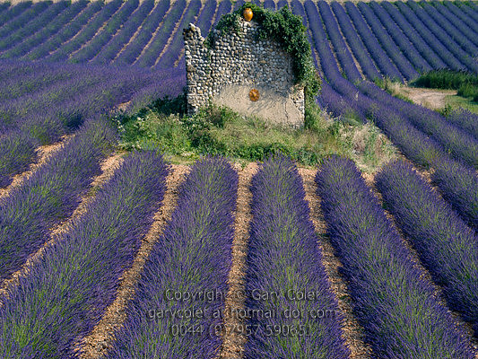 lavender and ruin