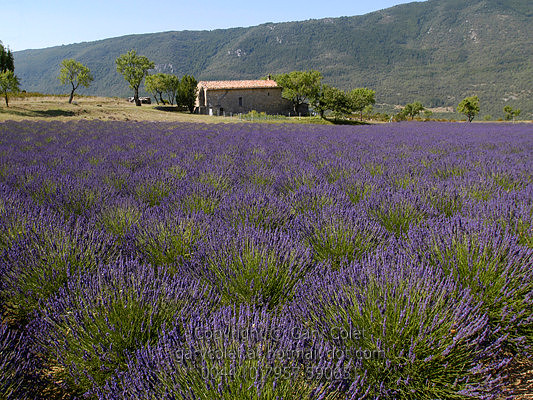 lavender and farmhouse
