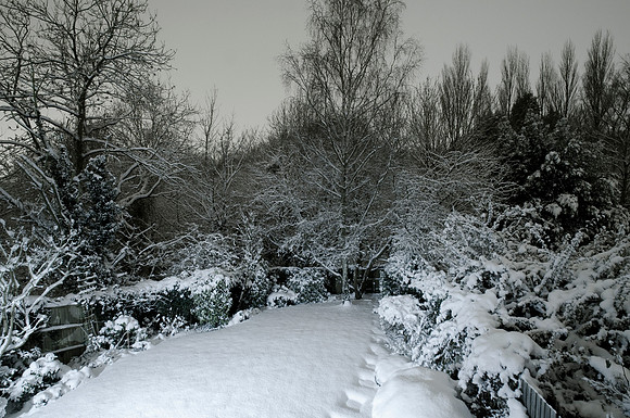 garden snow at midnight
