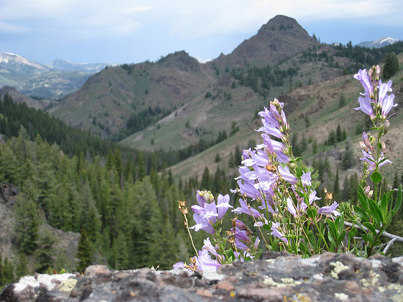 Peak flowers