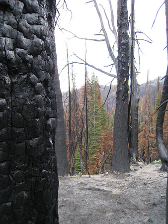 Charred trees