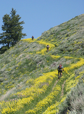 Wolftone creek yellow brick road climb
