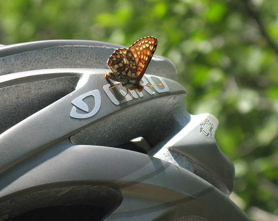 North Fork Deer Creek butterfly helmet