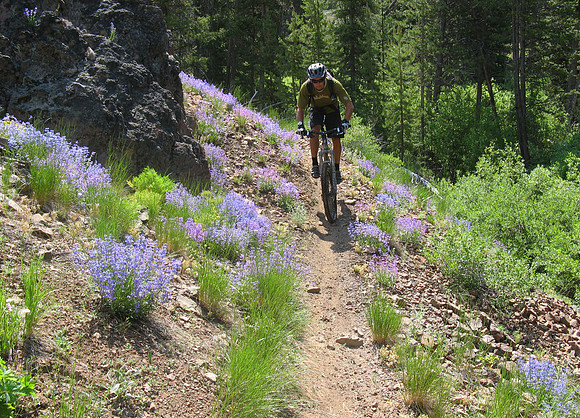 Pablo blue lupins