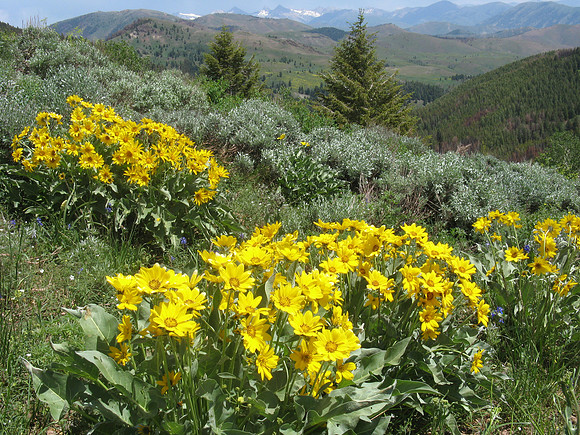 South Fork Warm Springs Creek marigolds on Poison Flat