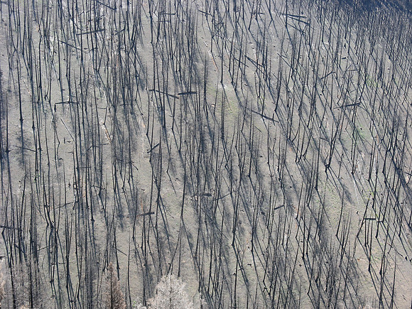 Mount Baldy burnt trees