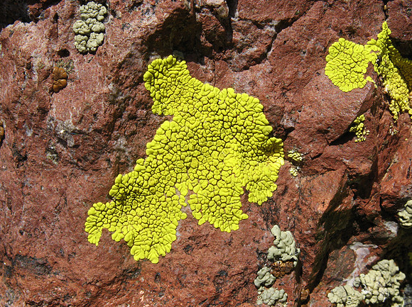 lichen